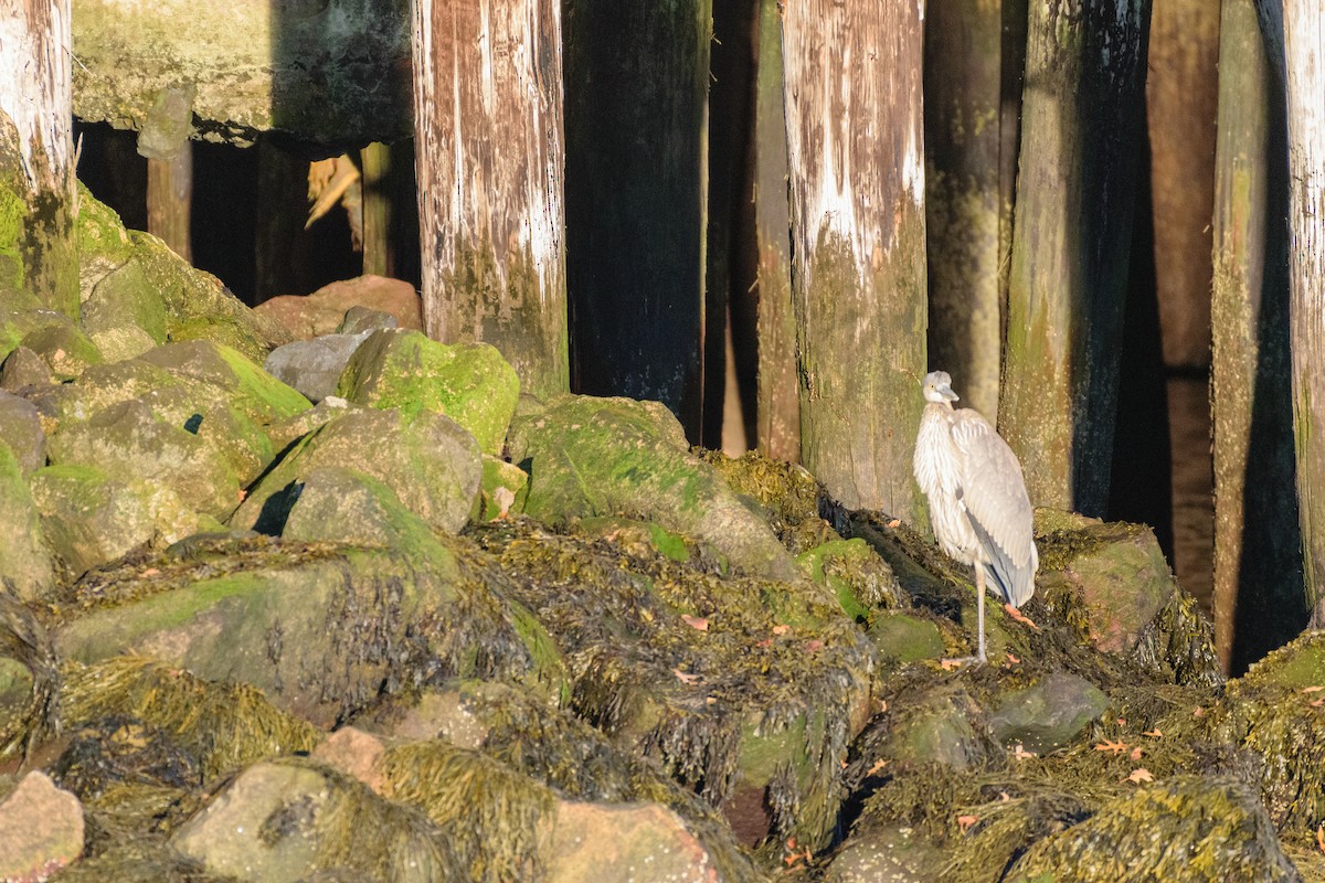 Чапля північна [група herodias] - ML647225426