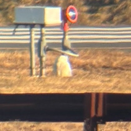 Сова біла - ML647225429