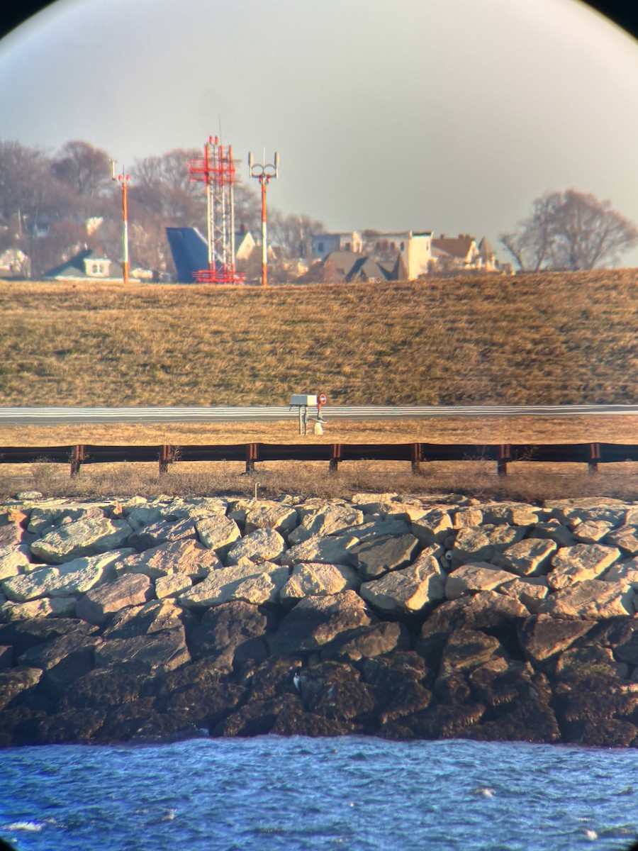 Сова біла - ML647225430