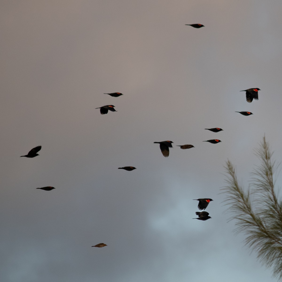 Еполетник червоноплечий - ML647225432