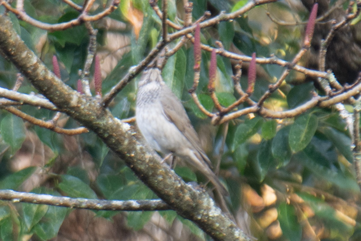 Дрізд чорноволий - ML647225434