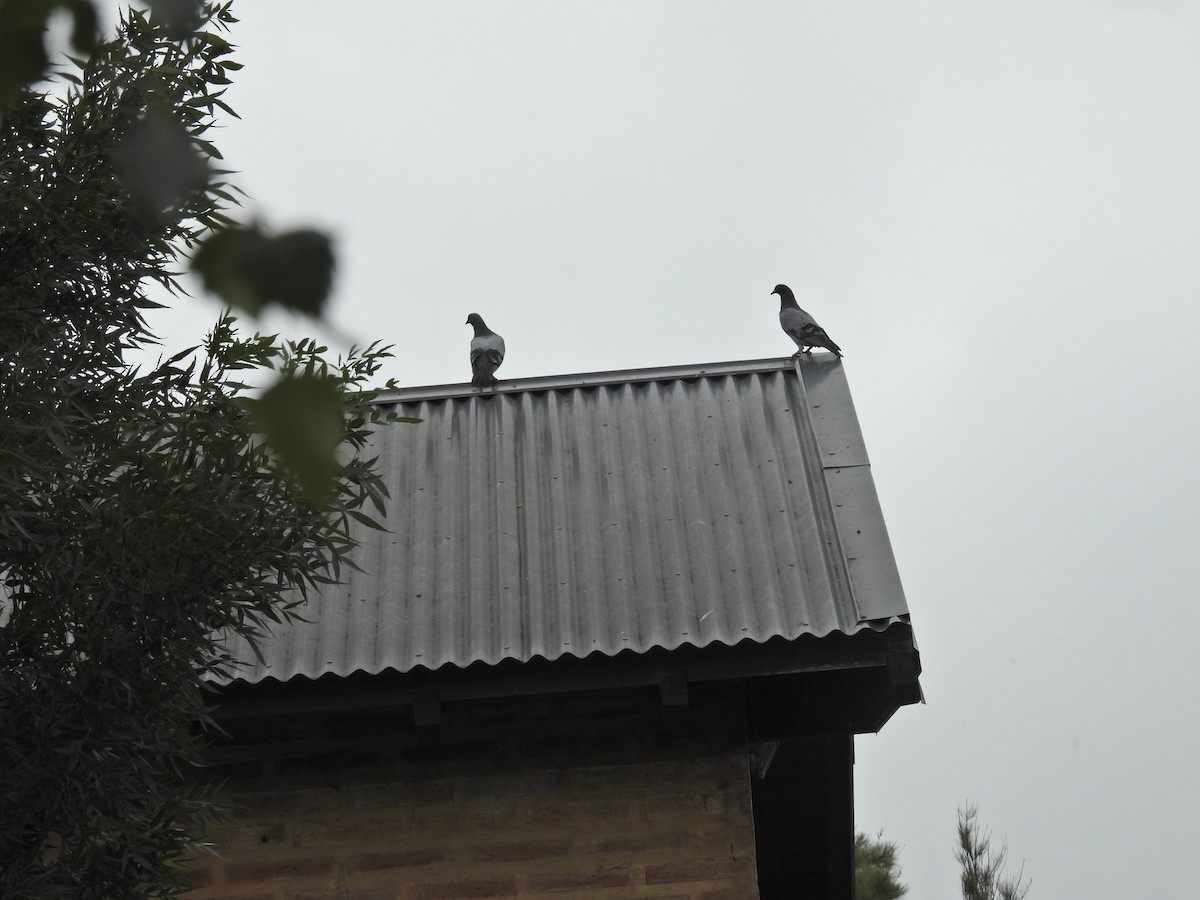 Голуб сизий (міський) - ML647225445