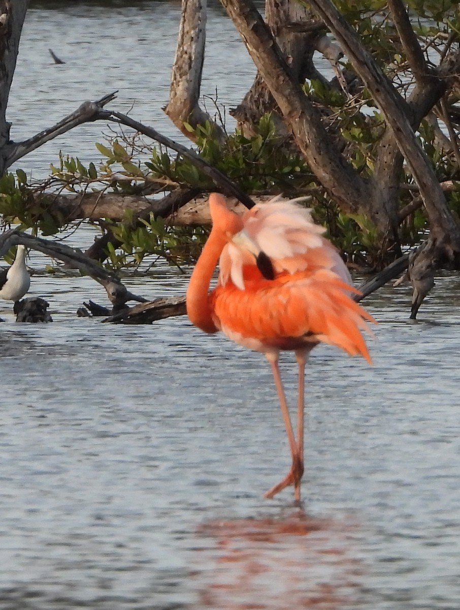 Фламінго червоний - ML647225446