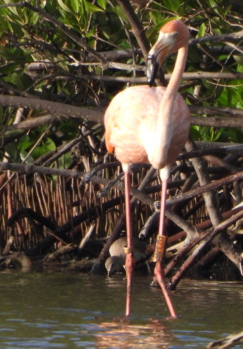 Фламінго червоний - ML647225447