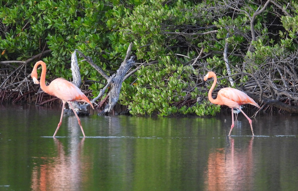 Фламінго червоний - ML647225448