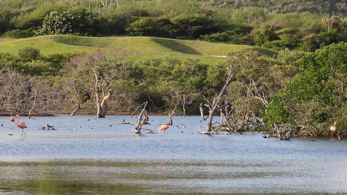 Фламінго червоний - ML647225449
