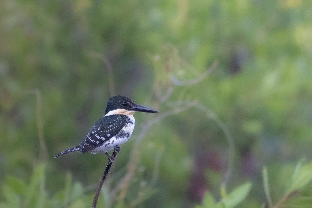 Рибалочка зелений - ML647225452