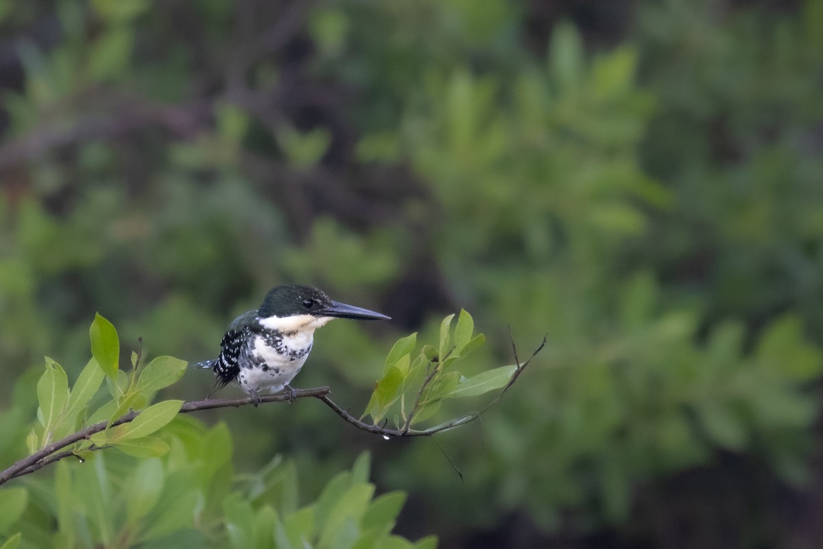 Рибалочка зелений - ML647225453