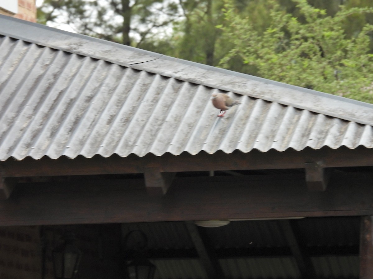 Зенаїда південна - ML647225454