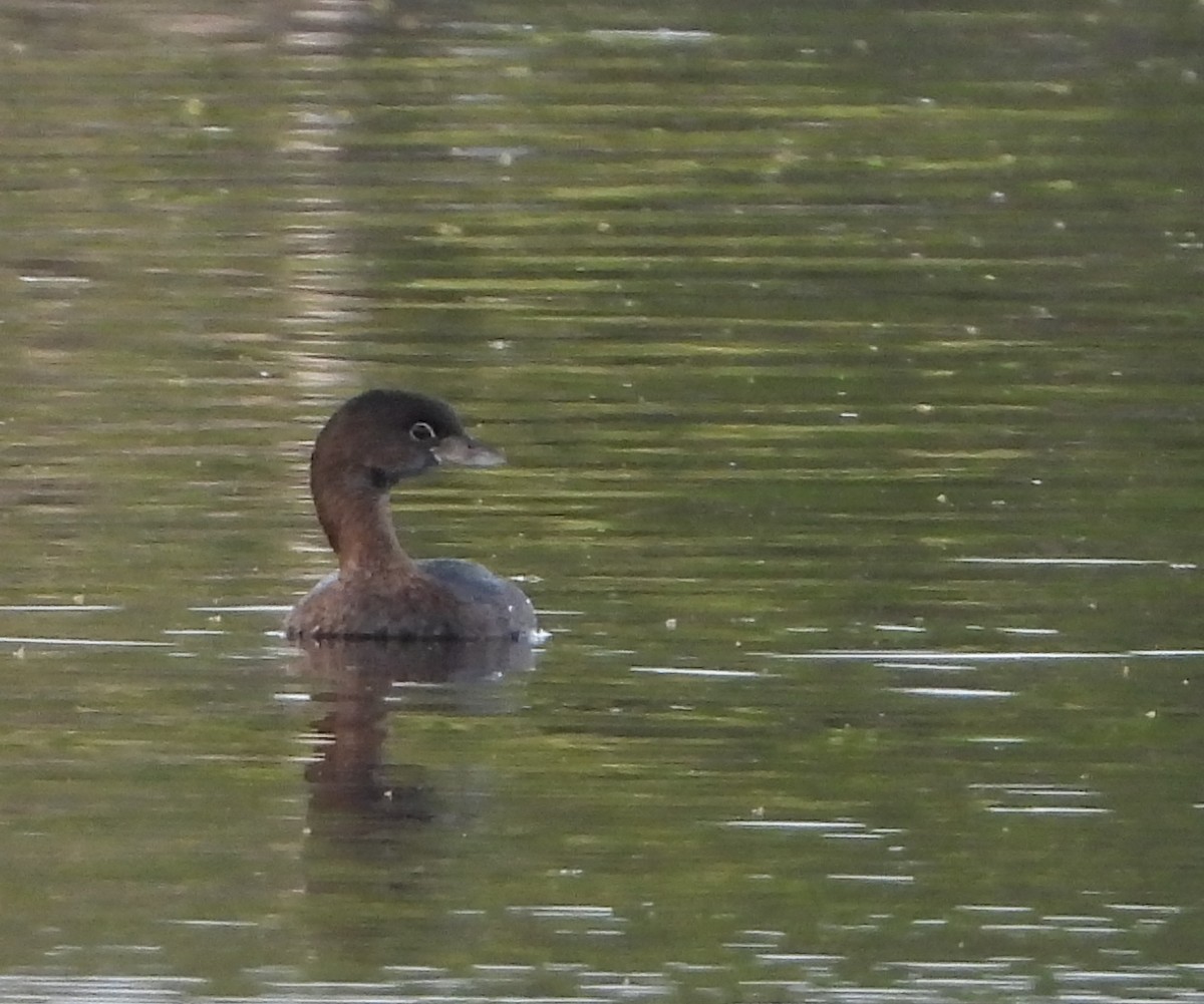 Пірникоза рябодзьоба - ML647225455