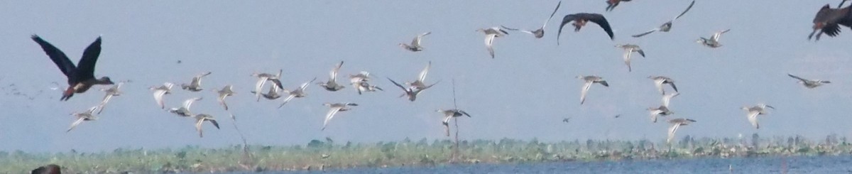 Чирянка велика - ML647225456