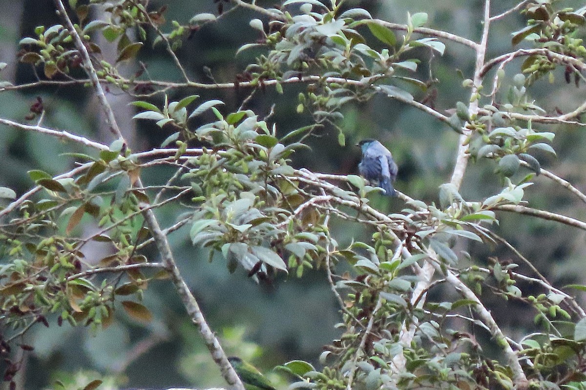 Танагра чорноголова - ML647225457