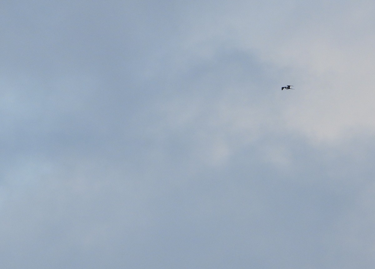 Фрегат карибський - ML647225459