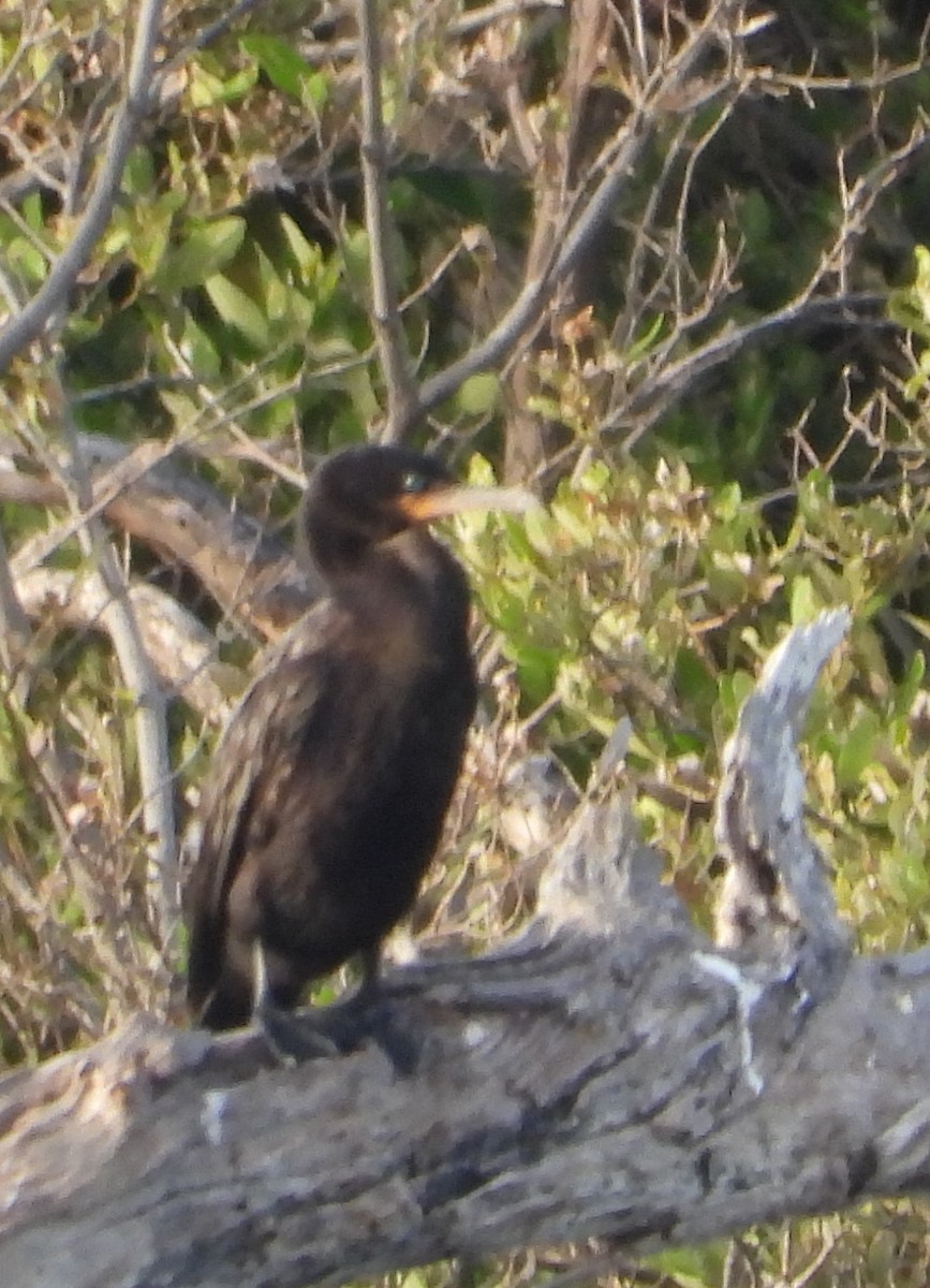 Neotropic Cormorant - ML647225461