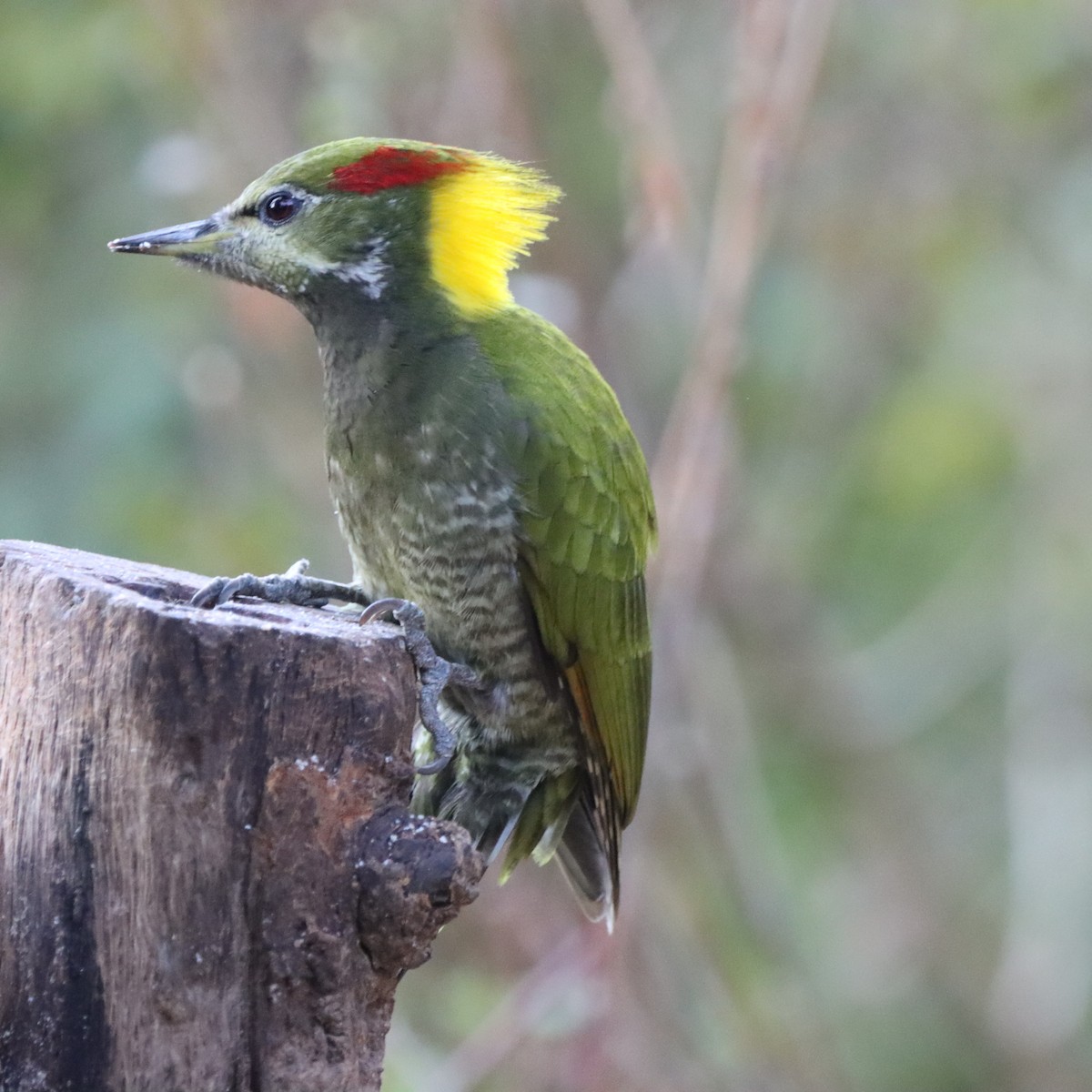 Küçük Sarıense - ML647225464