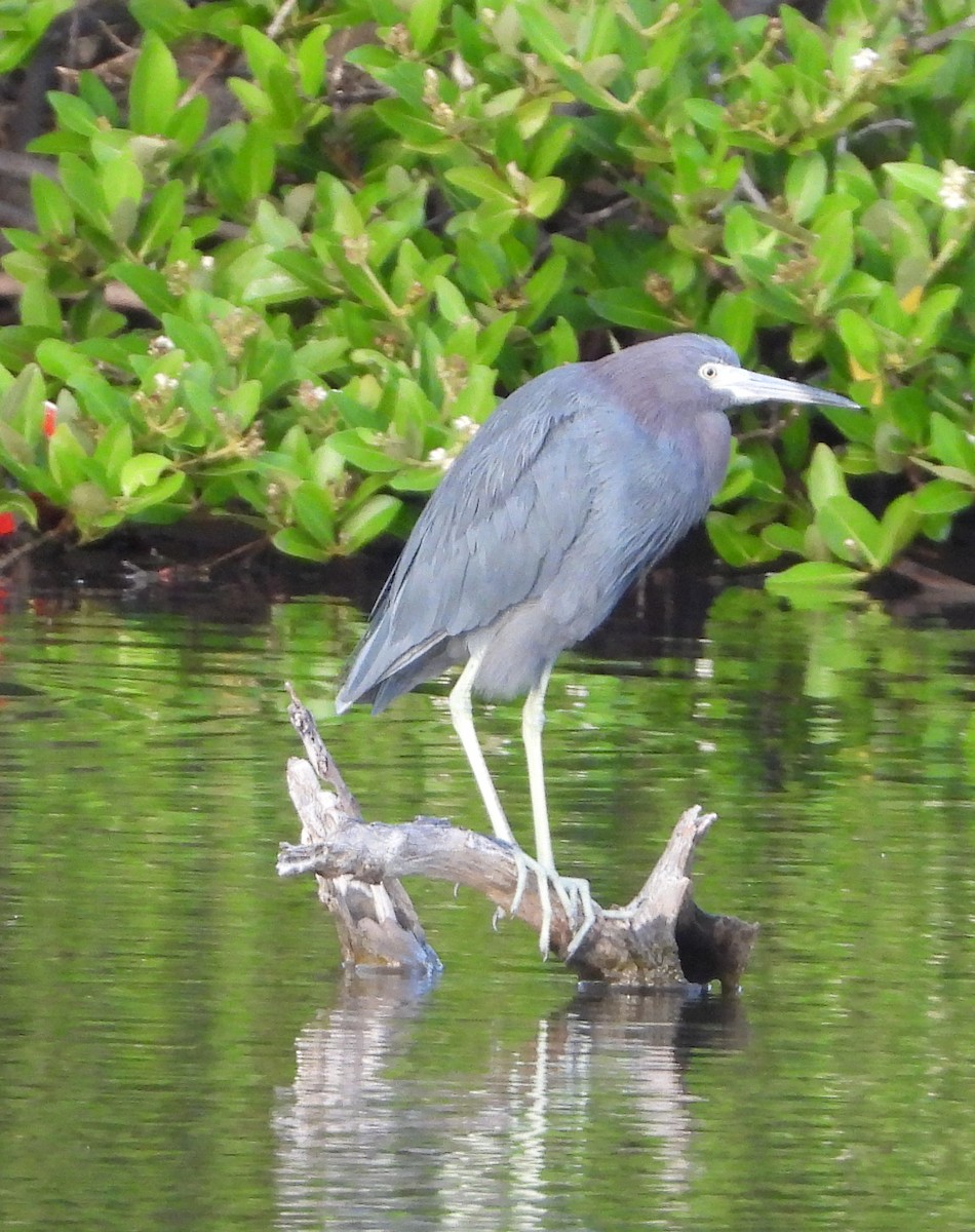 Little Blue Heron - ML647225467
