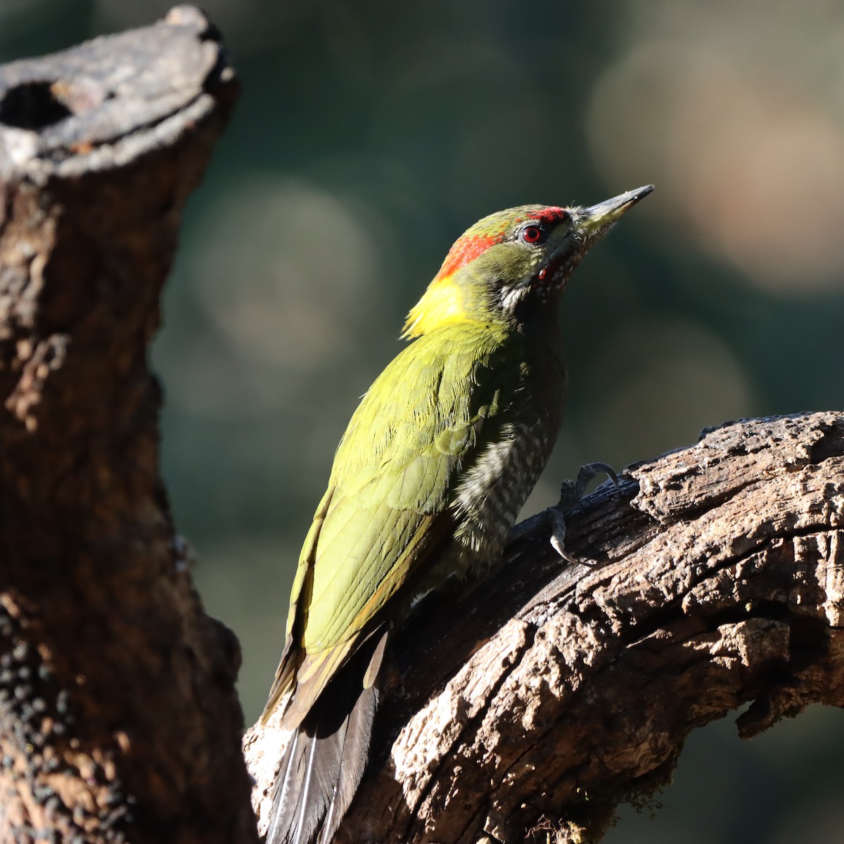 Küçük Sarıense - ML647225470