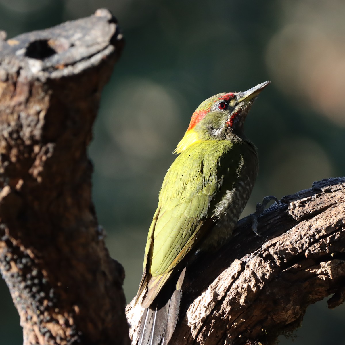 Küçük Sarıense - ML647225474