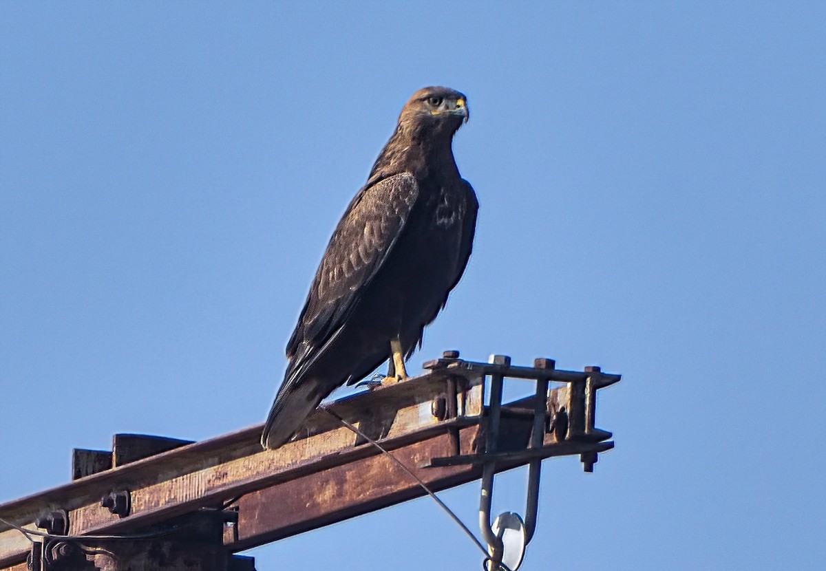 Busardo Moro - ML647225476