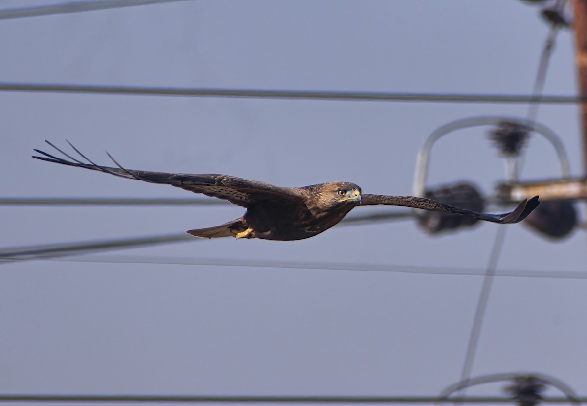 Busardo Moro - ML647225477