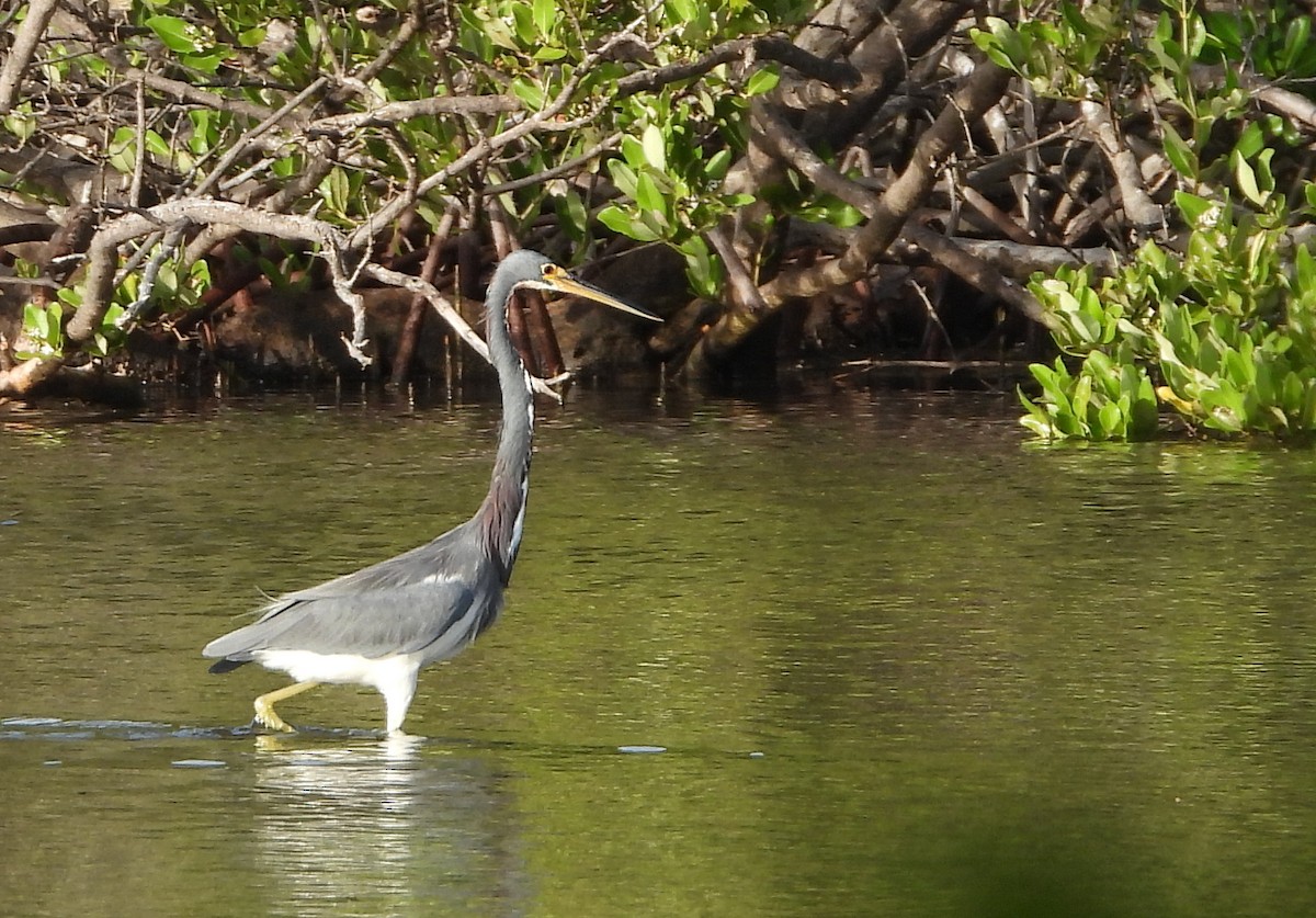 Tricolored Heron - ML647225481