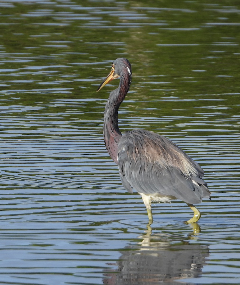 Tricolored Heron - ML647225482