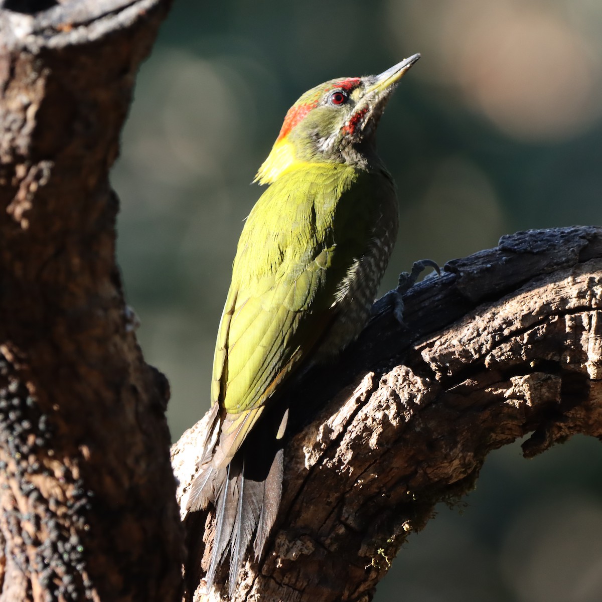 Küçük Sarıense - ML647225486