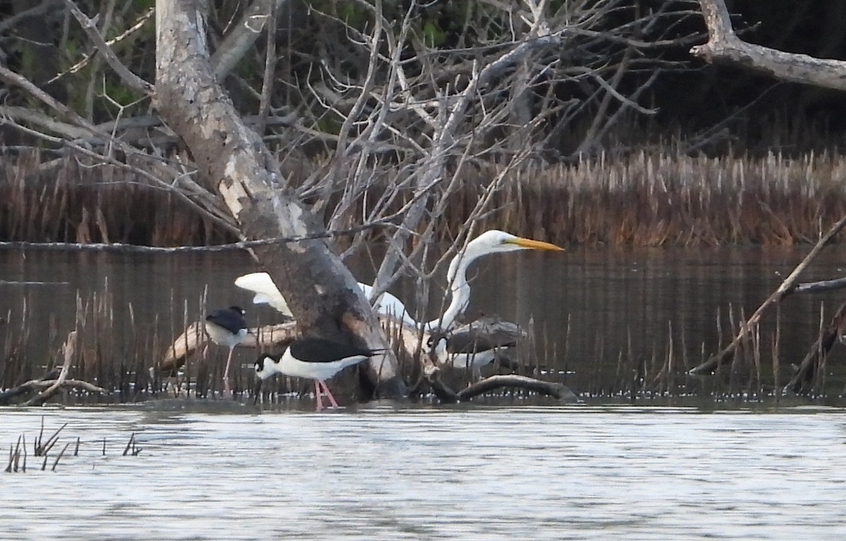 Great Egret - ML647225487