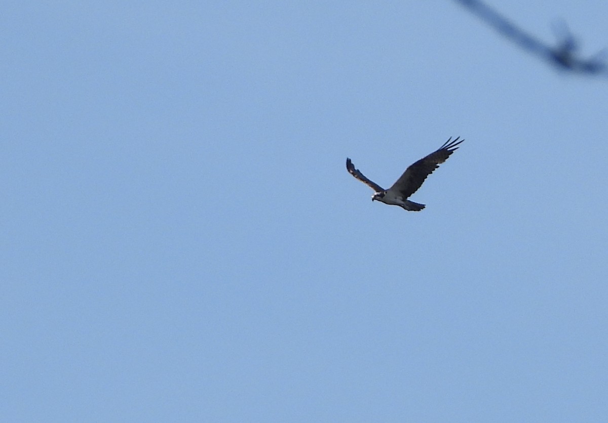 Osprey - ML647225501