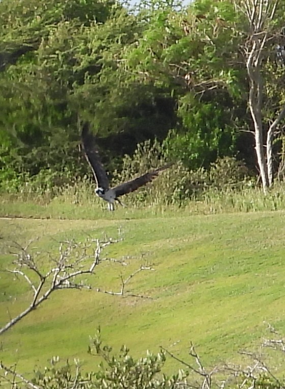 Osprey - ML647225502