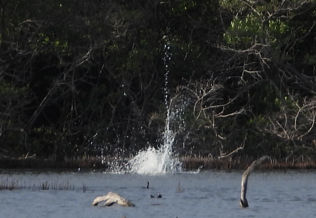 Osprey - ML647225503