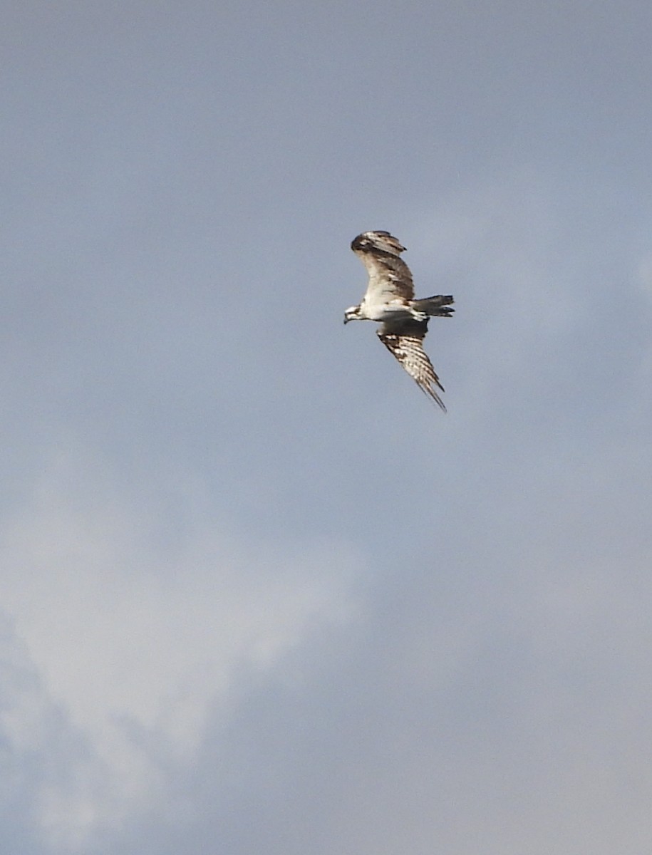 Osprey - ML647225504