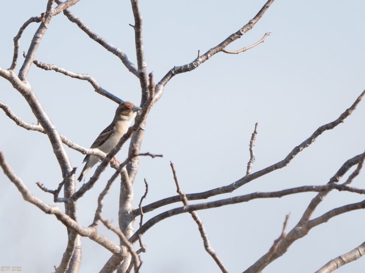 Sakalava Weaver - ML647225508