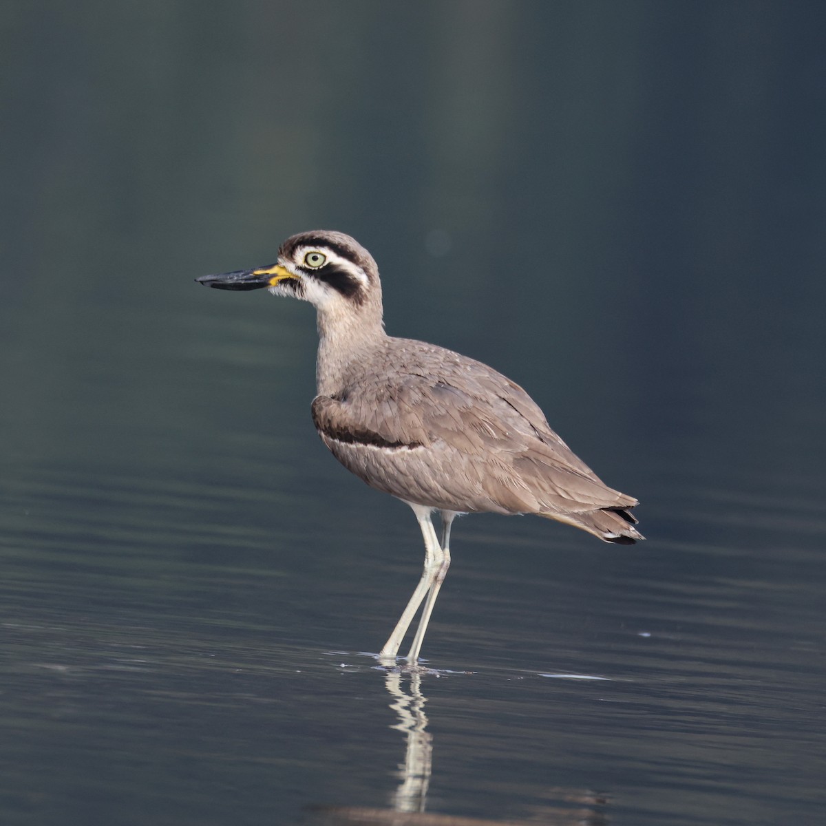 Great Thick-knee - ML647225511