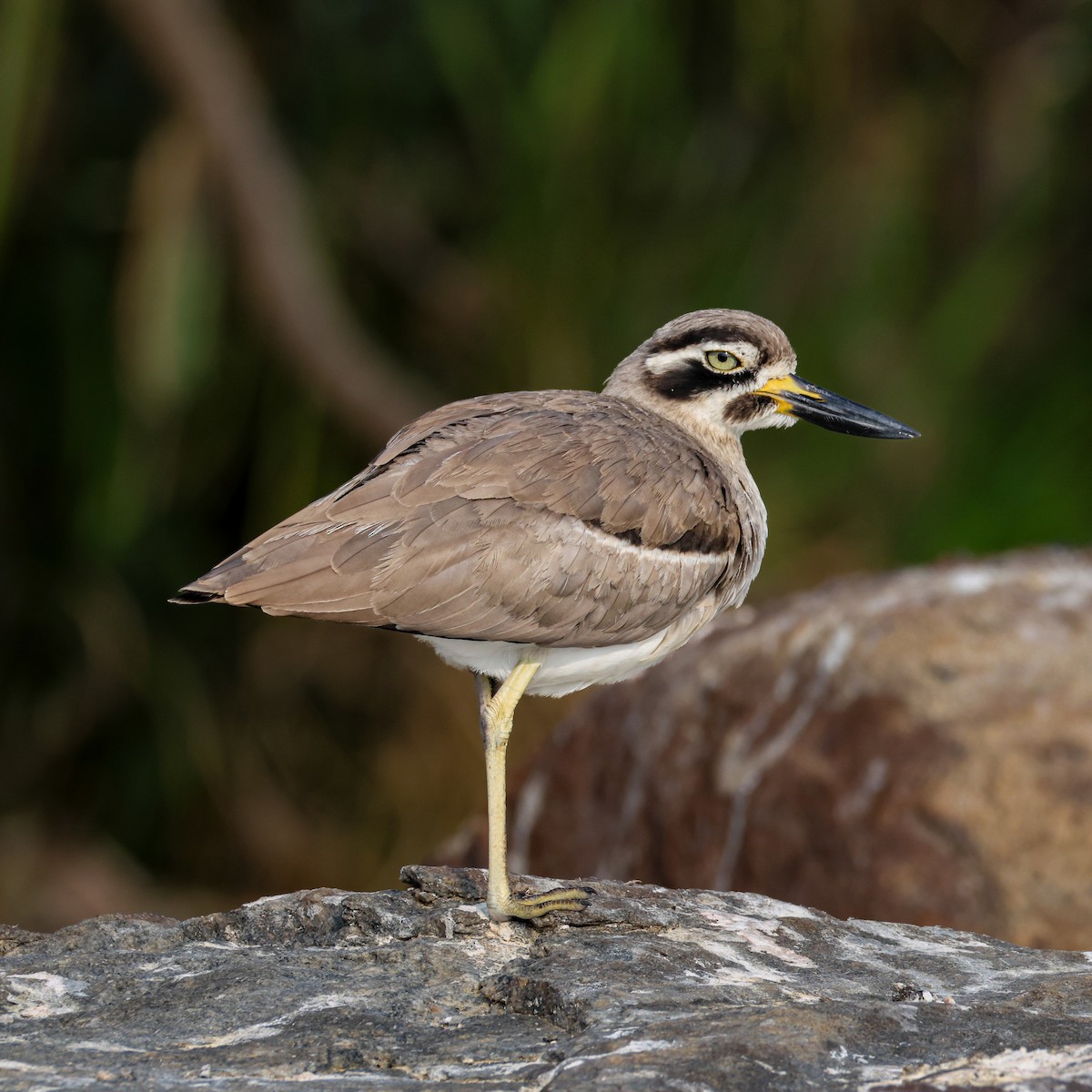 Great Thick-knee - ML647225512