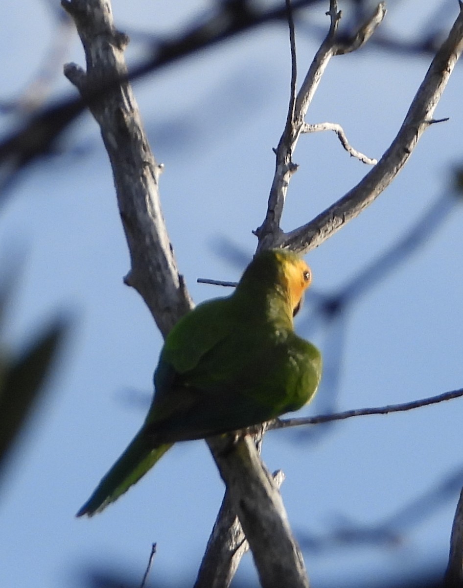 Brown-throated Parakeet - ML647225517