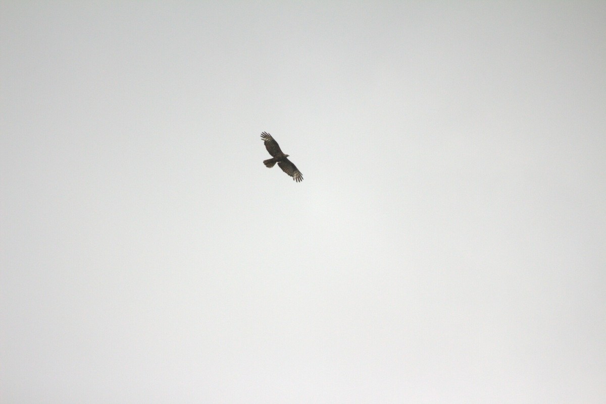 European Honey-buzzard - ML647225527