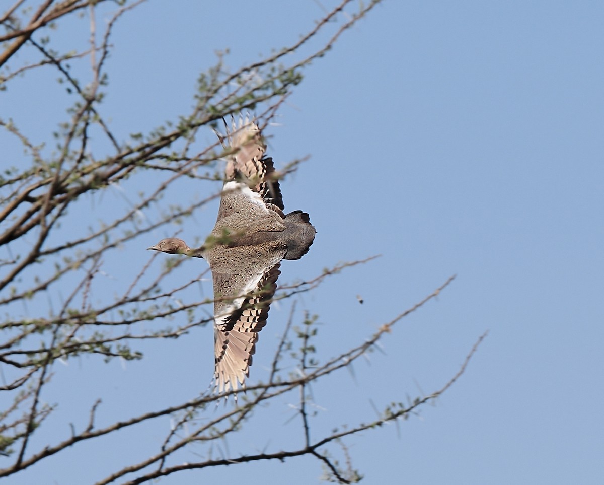 bruntopptrappe - ML647225528