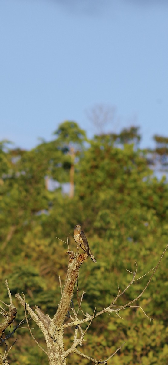 Al Göğüslü Guguk - ML647225544