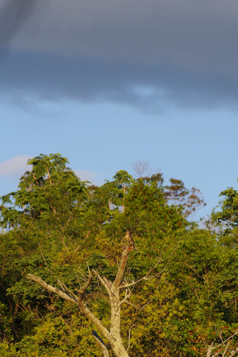 Al Göğüslü Guguk - ML647225545