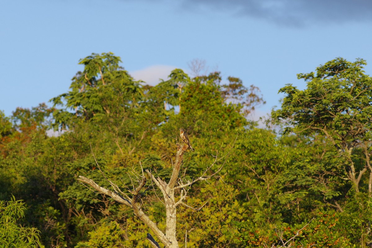 Al Göğüslü Guguk - ML647225546