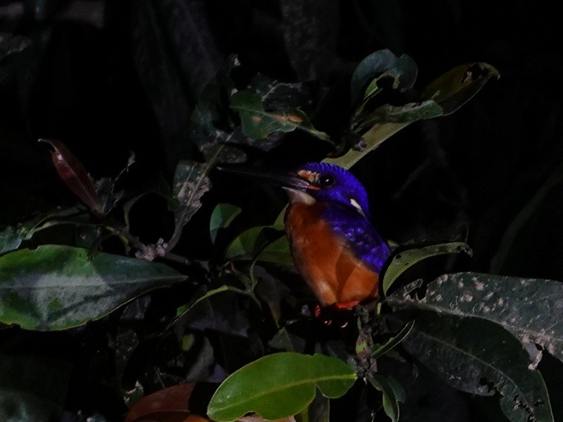 ledňáček modrohřbetý - ML647225551