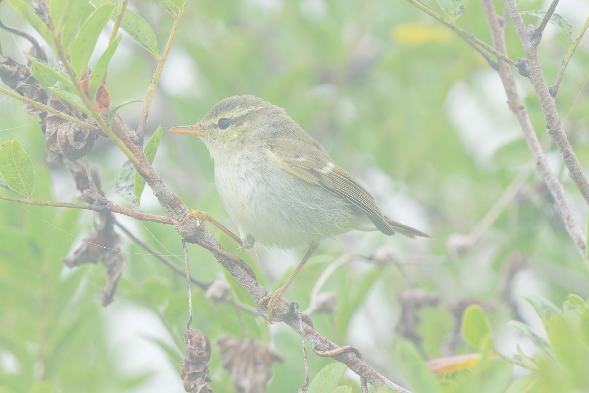 Blyth's Leaf Warbler - ML647225555