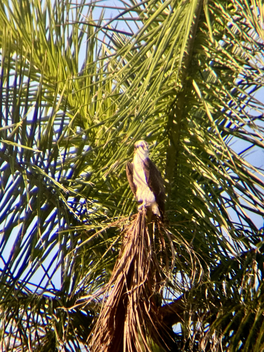 Falco pescatore - ML647225566