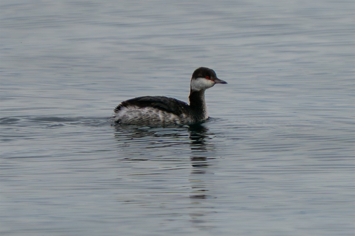 Horned Grebe - ML647225574