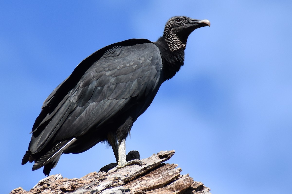 Black Vulture - ML647225576