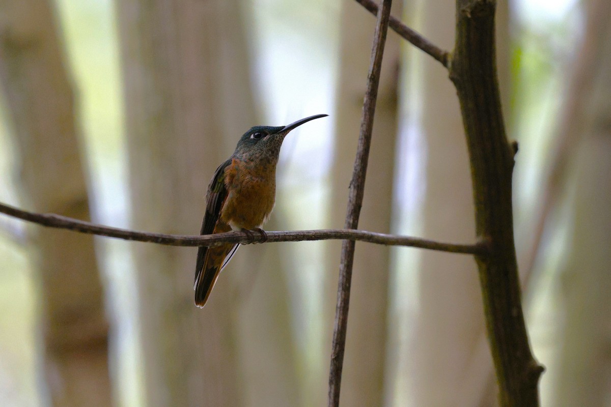Fawn-breasted Brilliant - ML647225579