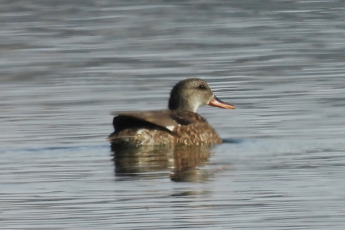 Gadwall - ML647225582