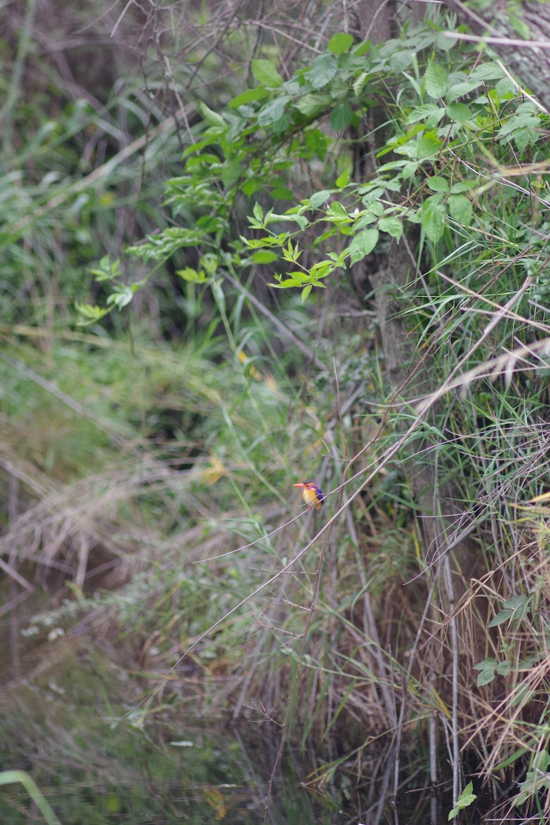 Afrika Küçük Yalıçapkını - ML647225600