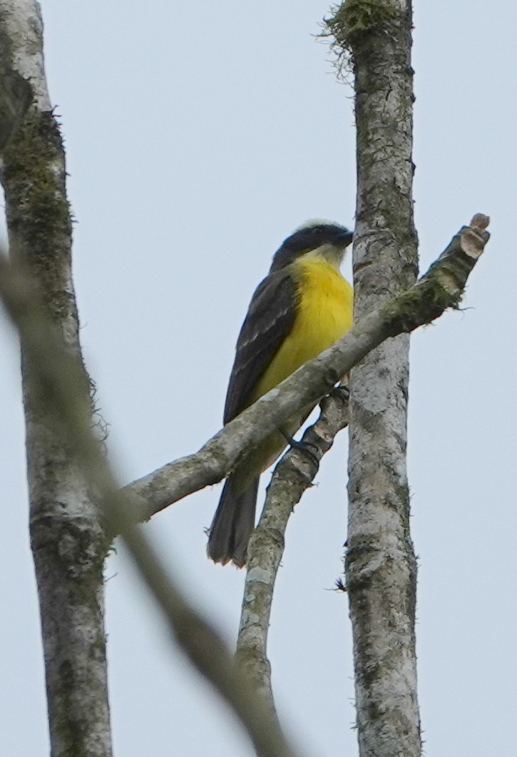 Tyran sociable - ML647225620